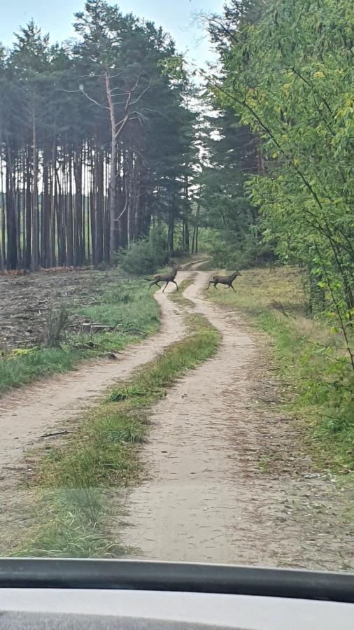 Domki Przy Obrze Skwierzyna エクステリア 写真
